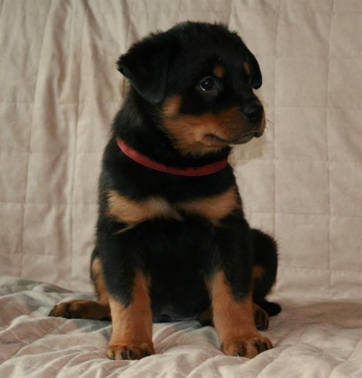 Rottweiler Samos - Baby billede 8