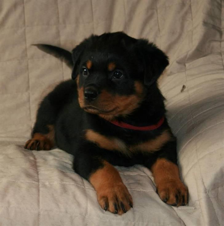 Rottweiler Samos - Baby billede 9