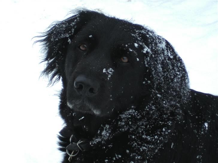 Blanding af racer Psycho - Hygger i sneen billede 7