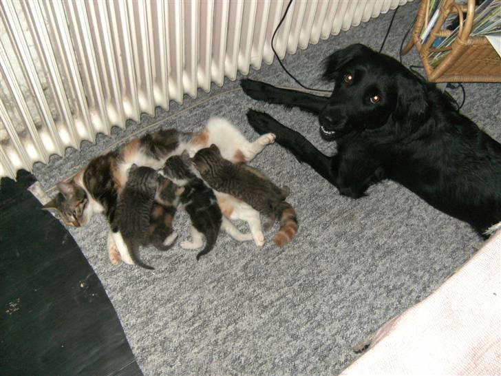 Blanding af racer Psycho - Passer på kattekillingerne billede 8