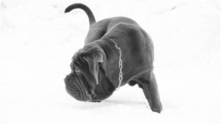 Mastino napoletano Julius enzo  billede 6