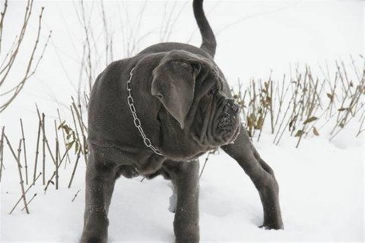 Mastino napoletano Julius enzo  billede 7