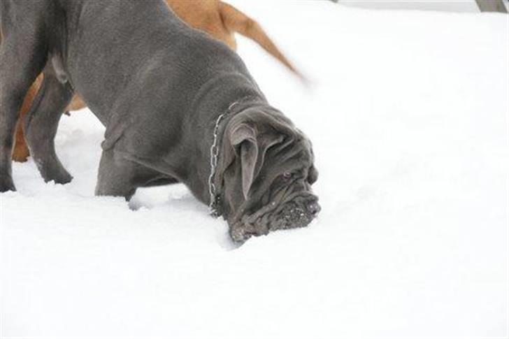 Mastino napoletano Julius enzo  billede 8