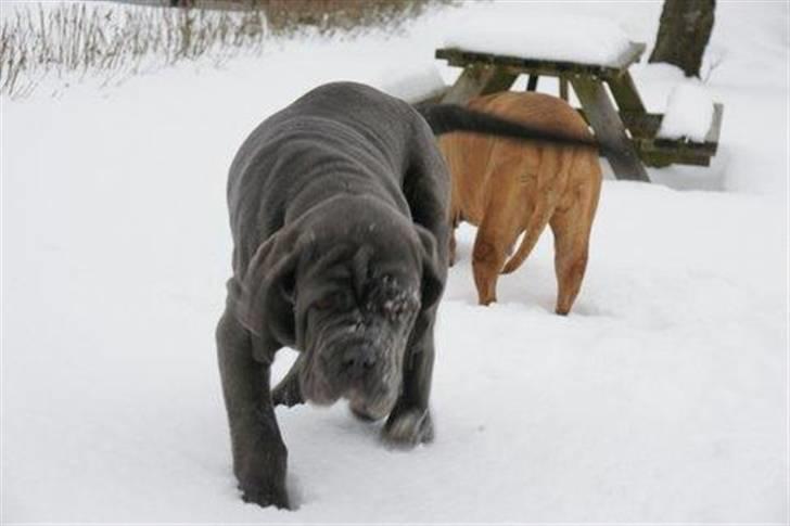 Mastino napoletano Julius enzo  billede 9