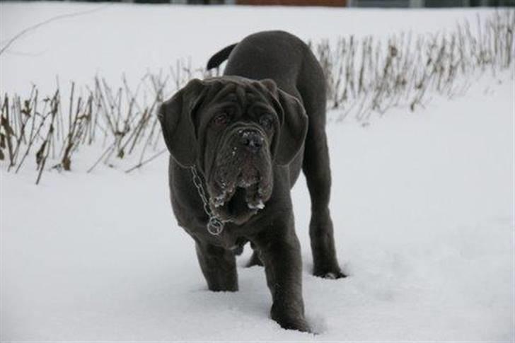 Mastino napoletano Julius enzo  billede 10