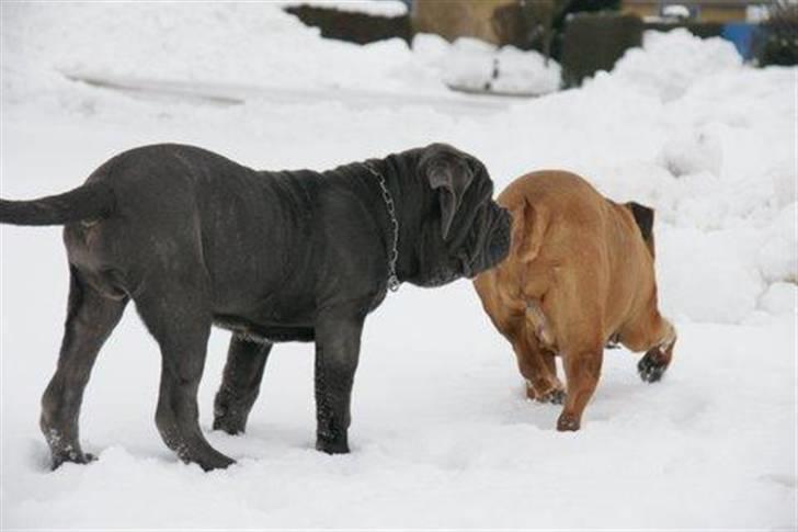 Mastino napoletano Julius enzo  billede 11