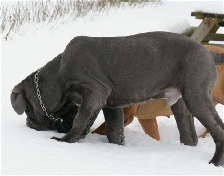 Mastino napoletano Julius enzo  billede 12