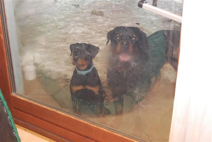 Rottweiler Samos - hey vi vil gerne ind.. billede 10