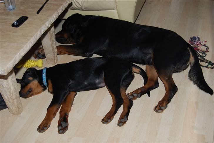 Rottweiler Samos - sovetid stor som lille billede 11