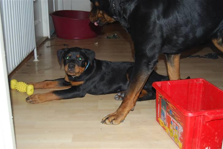Rottweiler Samos - hejsa billede 12