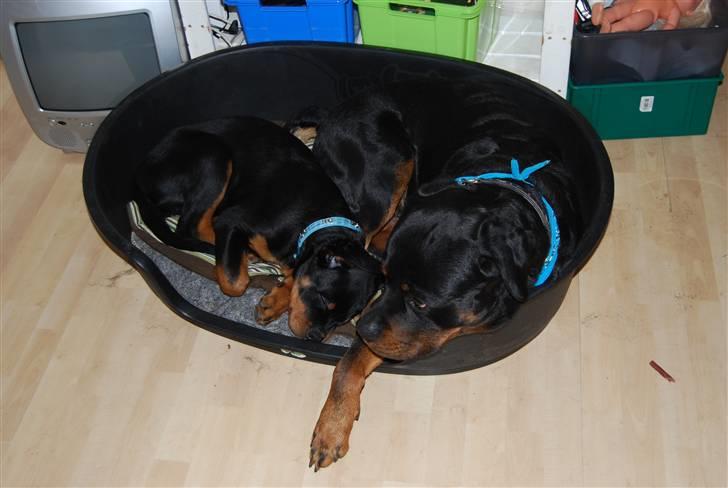 Rottweiler Samos - endnu en sovetid billede 13