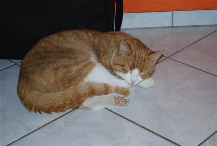 Rottweiler Samos - ham her elsker jeg at  jage men mor siger nej billede 14