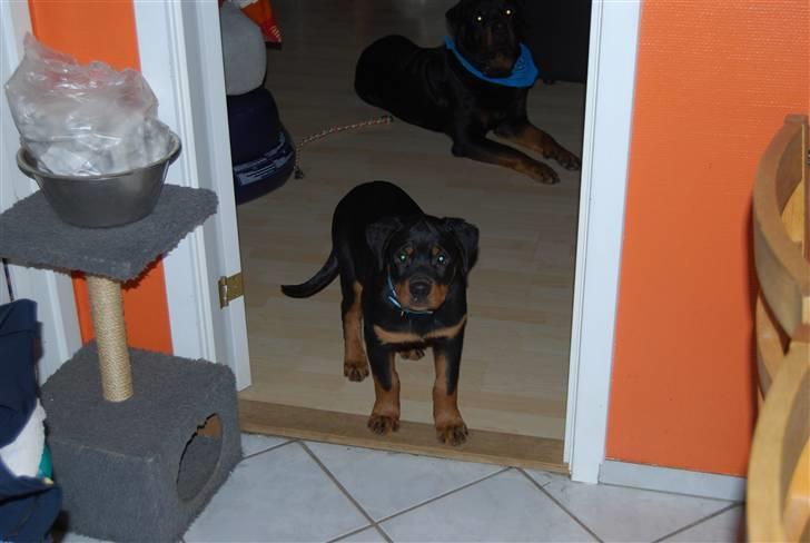 Rottweiler Samos - her til og ikke længere...ret god ikk? billede 15