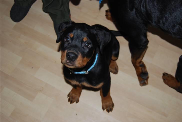 Rottweiler Samos - kontakt... billede 16