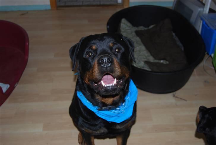 Rottweiler Samos - min "storebror" og legekammerat. billede 17