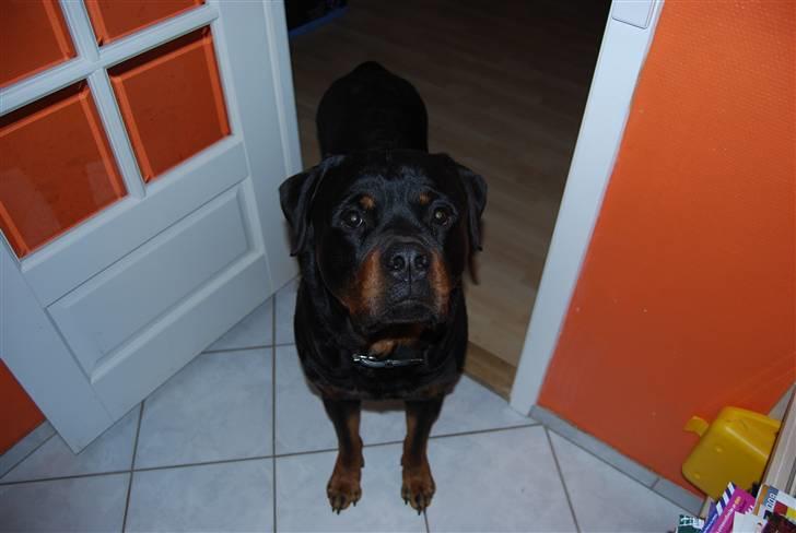 Rottweiler Catos - helt i køkkenet for at hilse billede 14