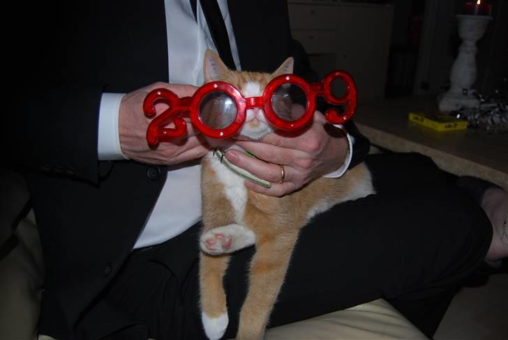 Rottweiler Catos - far driller katten lige så meget som jeg billede 15