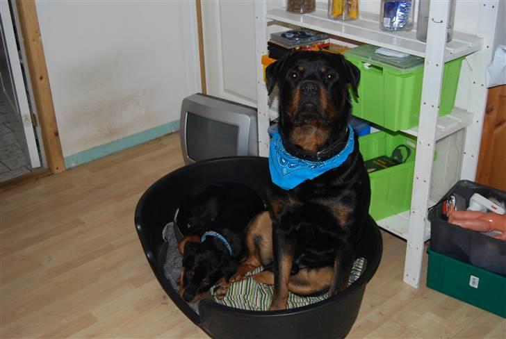 Rottweiler Catos - vi kan ikke være to! billede 17