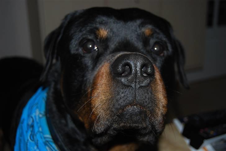 Rottweiler Catos - kender du de der nikkedyr? billede 19