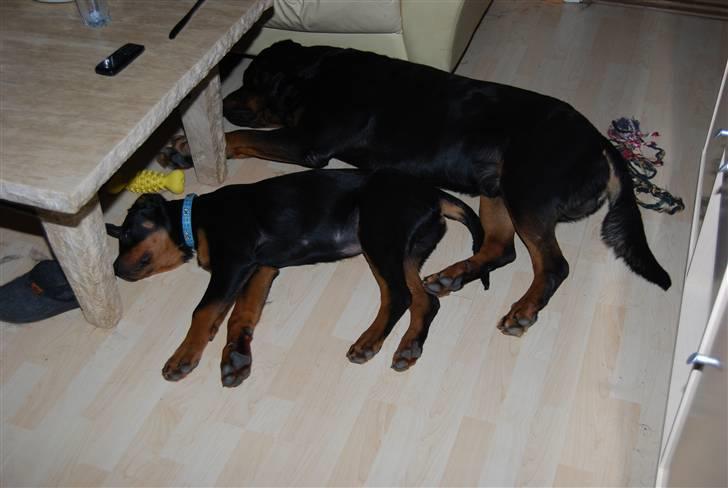 Rottweiler Catos - sovetid. billede 20