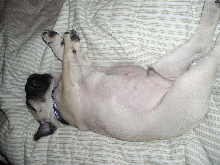 Mops Rocky - Sweet mysterys Benito - Rocky da han var en lille baby billede 12