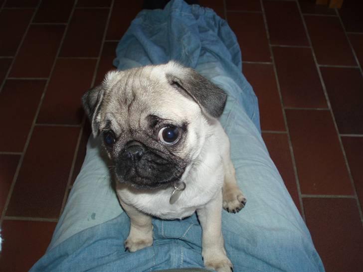 Mops Rocky - Sweet mysterys Benito billede 13