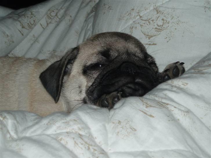 Mops Rocky - Sweet mysterys Benito billede 14