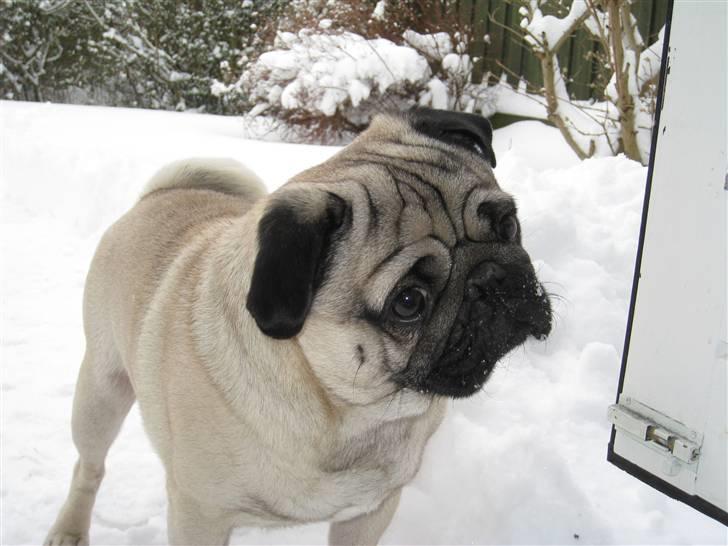 Mops Rocky - Sweet mysterys Benito billede 15