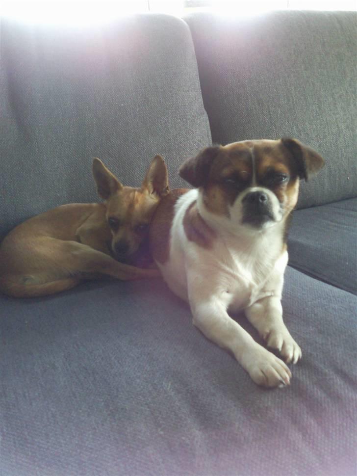 Blanding af racer Tuc billede 8