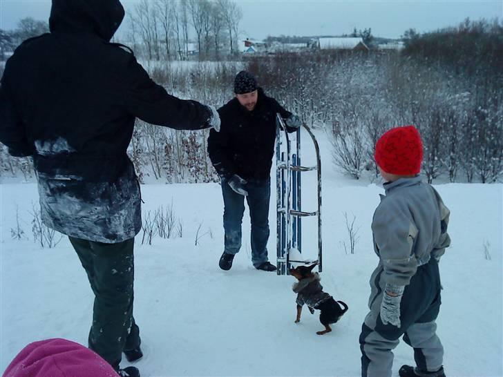 Blanding af racer CharlieSheen *Badboy* ( Himmelhund :'( ) billede 6