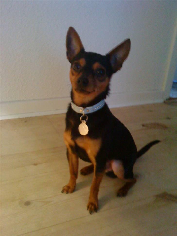 Blanding af racer CharlieSheen *Badboy* ( Himmelhund :'( ) billede 7