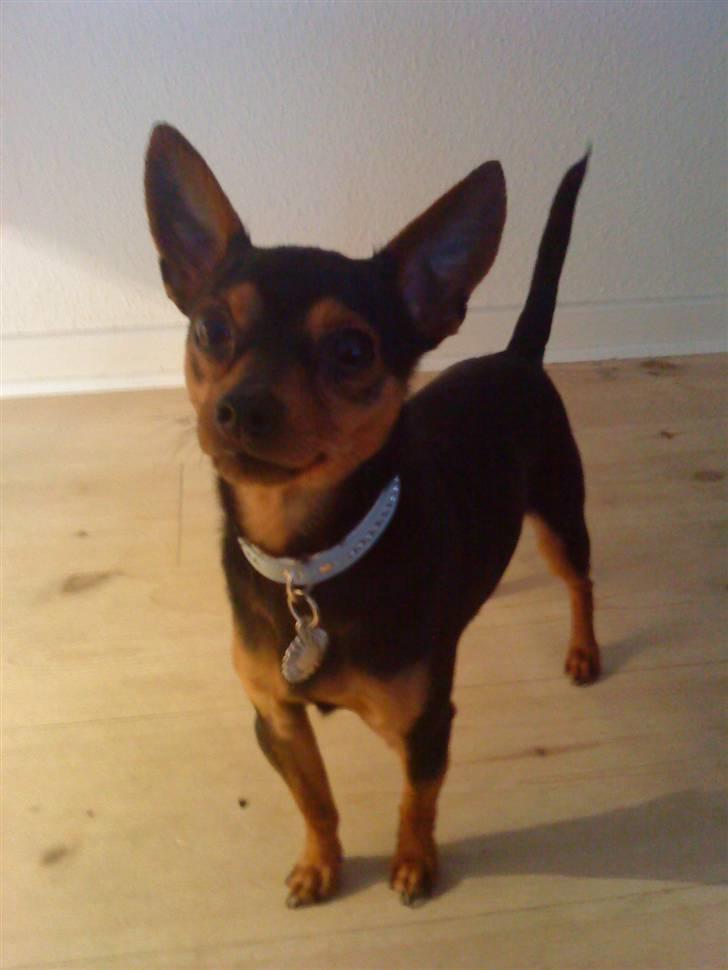 Blanding af racer CharlieSheen *Badboy* ( Himmelhund :'( ) billede 8