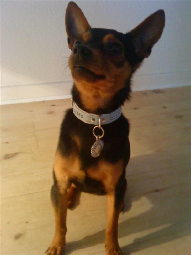 Blanding af racer CharlieSheen *Badboy* ( Himmelhund :'( ) billede 9