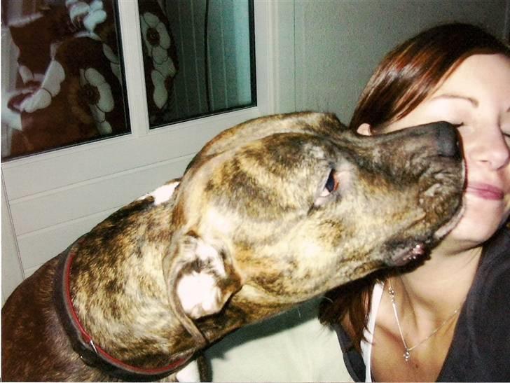 Amerikansk bulldog ****Donna**** himmelhund billede 19