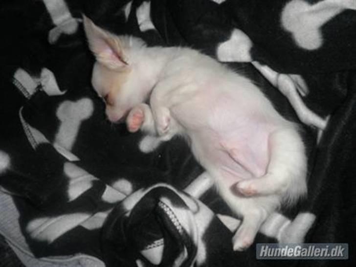 Chihuahua Loui billede 1