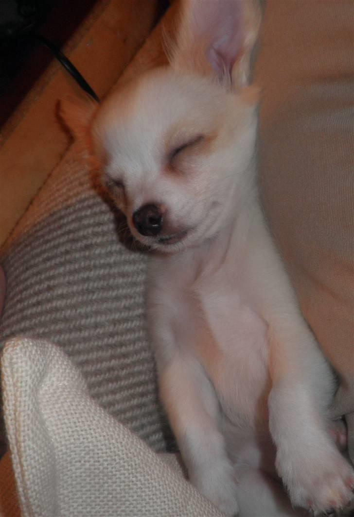 Chihuahua Loui billede 2