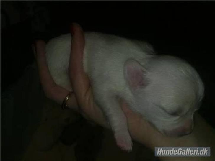 Chihuahua Loui billede 3