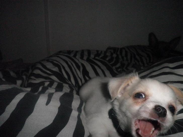 Chihuahua Loui billede 4