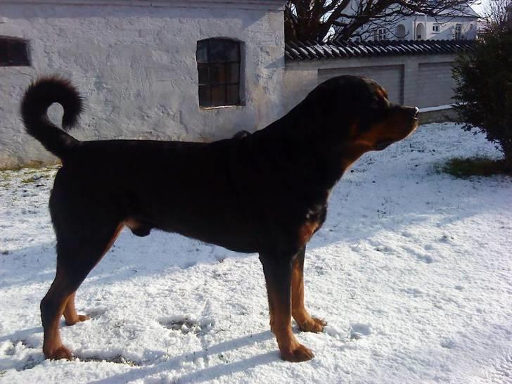 Rottweiler Shaggy billede 1