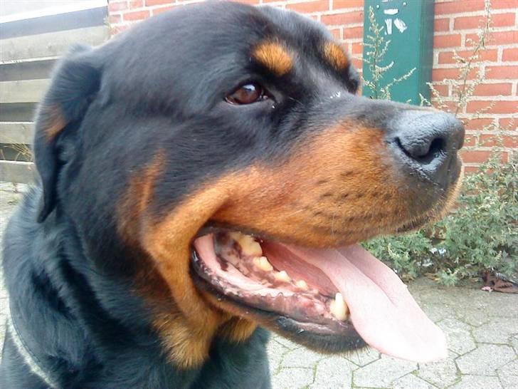 Rottweiler Shaggy billede 2