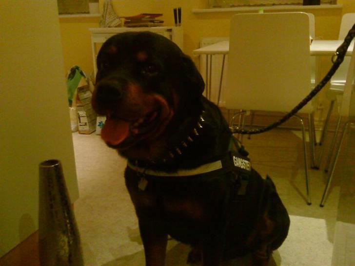 Rottweiler Shaggy billede 3