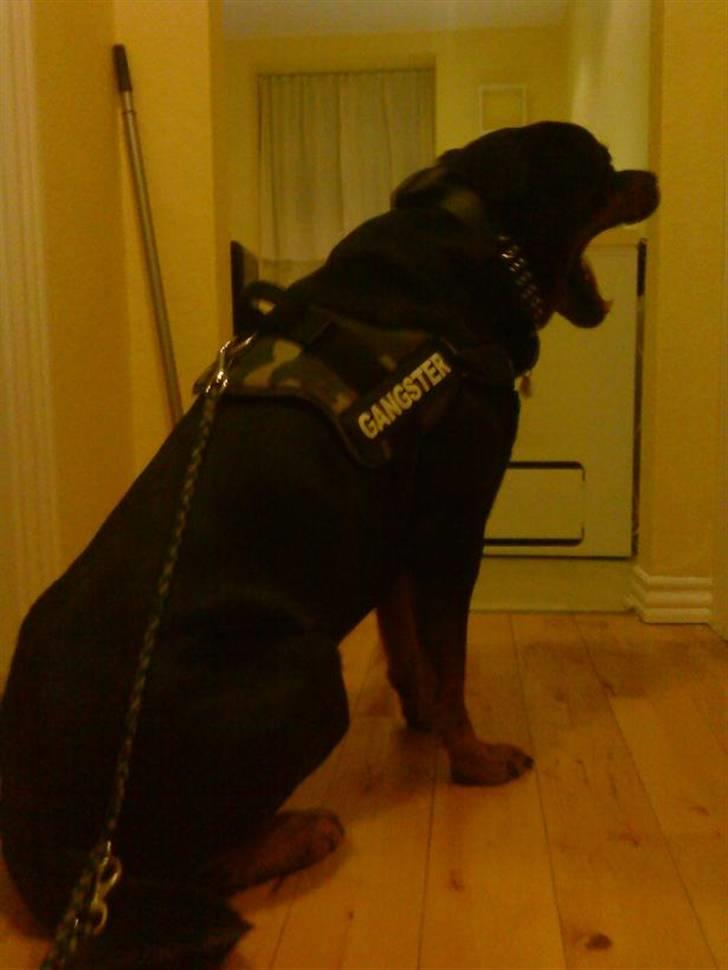 Rottweiler Shaggy billede 4