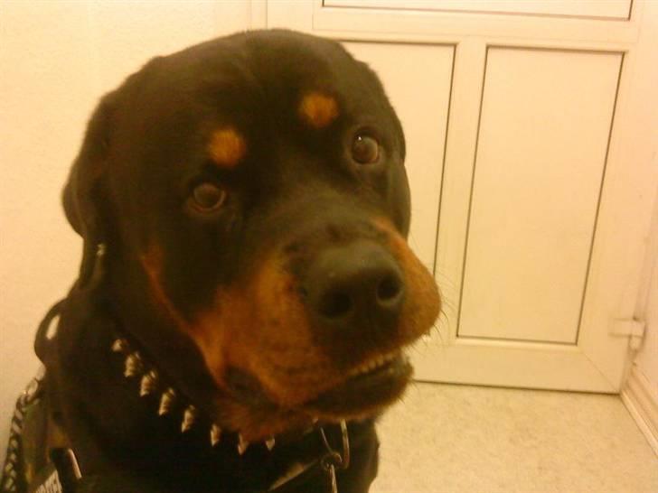 Rottweiler Shaggy billede 5