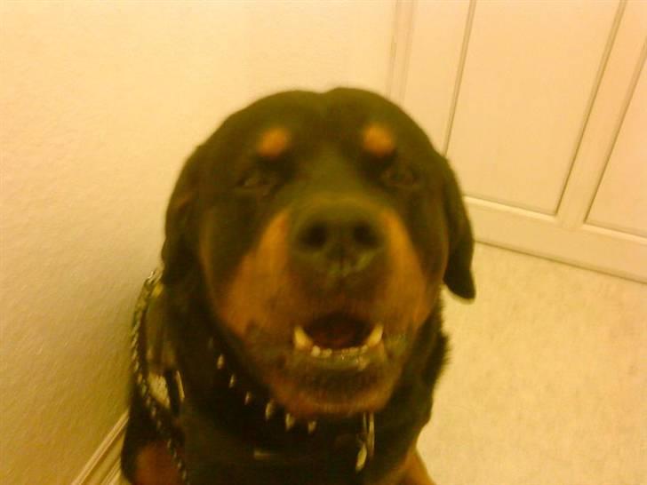 Rottweiler Shaggy billede 6