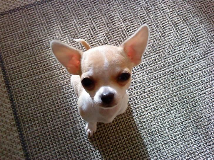 Chihuahua Chanel billede 1