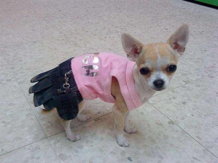 Chihuahua Chanel billede 2