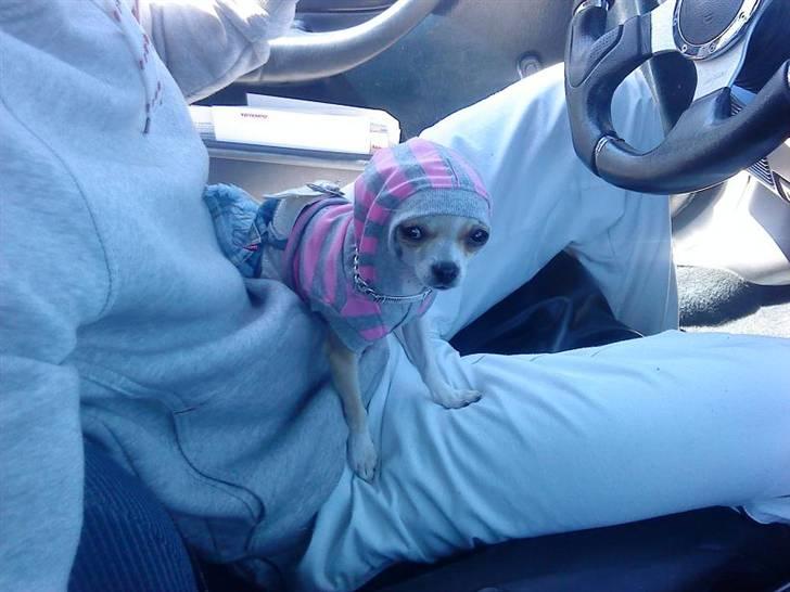 Chihuahua Chanel billede 3