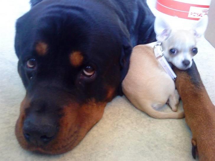 Chihuahua Chanel billede 4