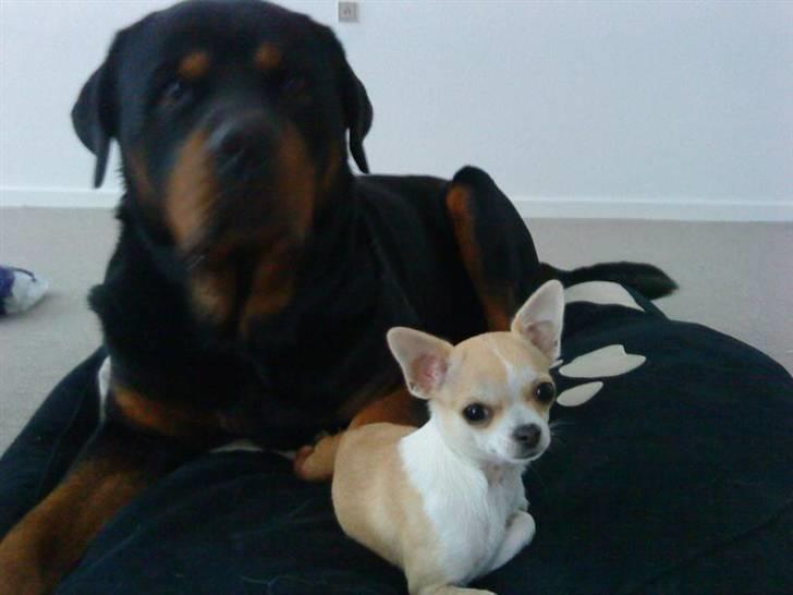 Chihuahua Chanel billede 5