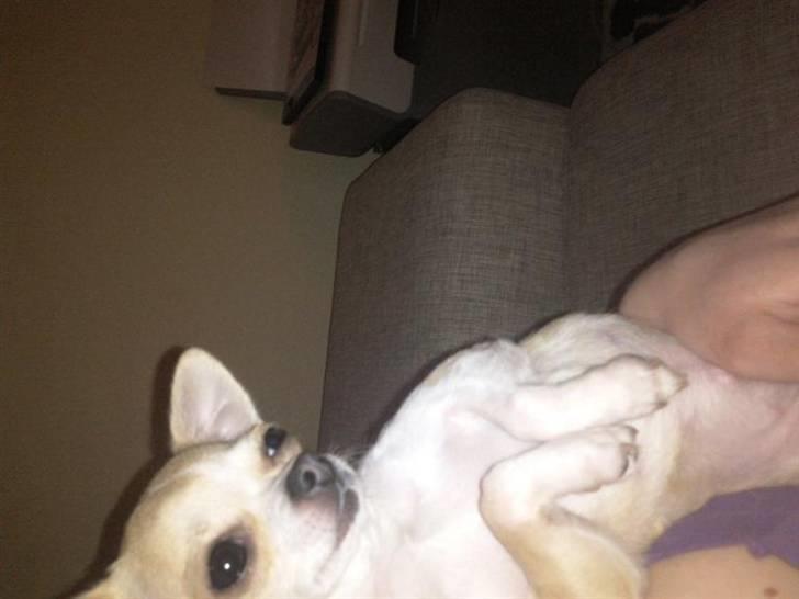 Chihuahua Chanel billede 6